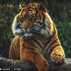 Meet your Posher, Carole